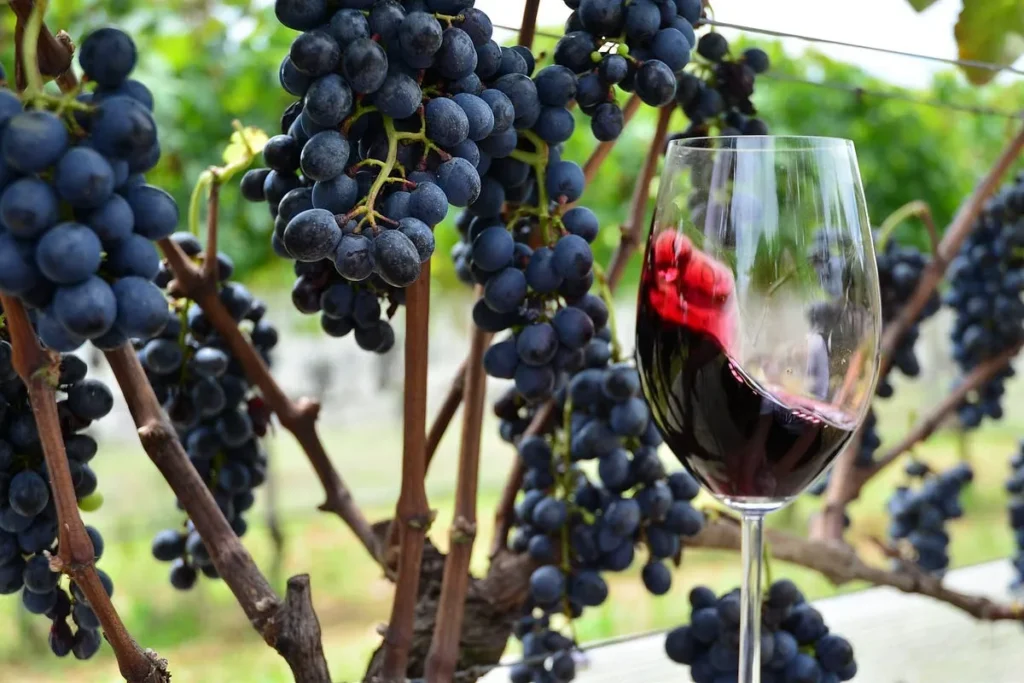 Uvas Chilenas Para Vinho