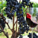 Uvas Chilenas Para Vinho