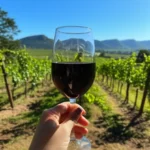 Brinde vinicola sao roque 2