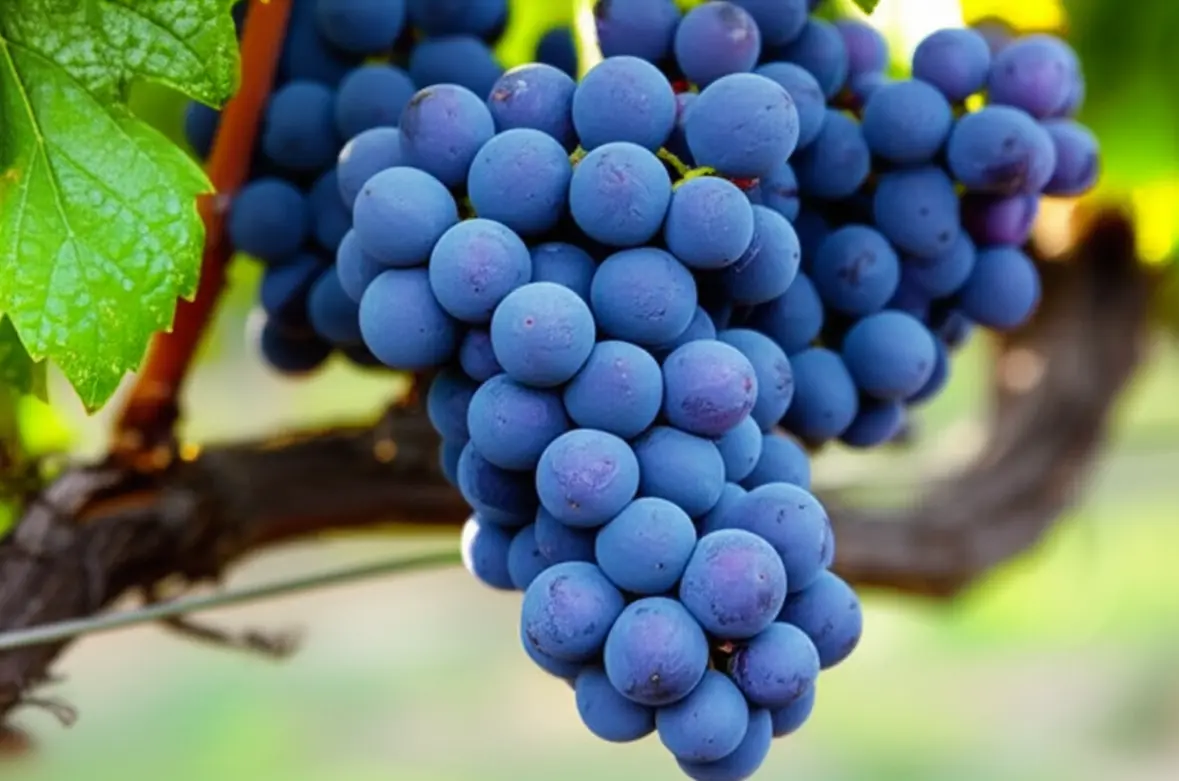 Uvas Malbec prontas para colheita em vinhedo argentino